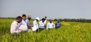AICRP Seed Crops Monitoring Team Assesses Quality Seed Production at Bihar Agricultural University, Sabour