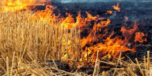 Government in Bihar Implements Stricter Measures Against Stubble Burning