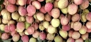 Shahi Litchi