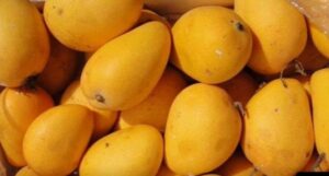 jardalu mango bhagalpur bihar