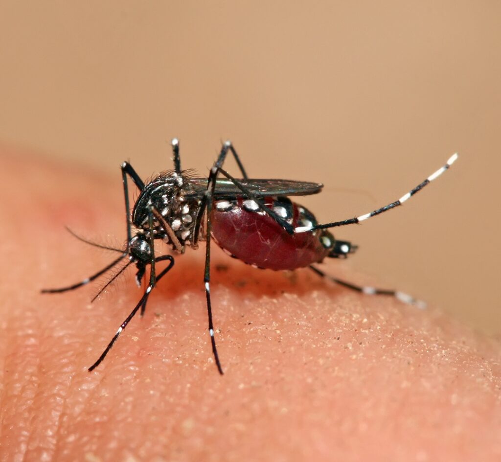 16 New Dengue Cases Reported in Muzaffarpur Over Four Days, Total Rises to 124