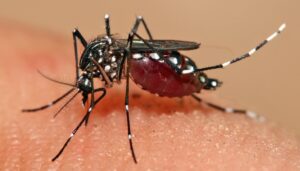 16 New Dengue Cases Reported in Muzaffarpur Over Four Days, Total Rises to 124