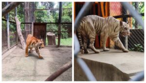 Tiger Day at Patna Zoo: Minister Inaugurates Facilities and Highlights Conservation Efforts