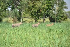 Neelgai Causing Extensive Crop Damage, Campaign Launched for Control