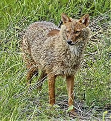 Villagers in Bihar Kill Jackal with Sticks and Spears in Fearful Retaliation