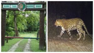 Leopard Found Dead in Valmiki Tiger Reserve, Territorial Fight Suspected