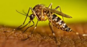 Dengue Cases Surge Past 300 in Muzaffarpur, Health Department on High Alert