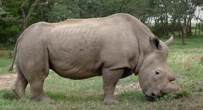 New Rhino from Nepal Spotted in Valmiki Tiger Reserve, Boosting Tourism Hopes