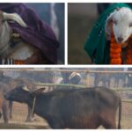 Devotees Urged to End Animal Sacrifice Ahead of Nepal’s Gadhimai Festival