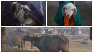 Devotees Urged to End Animal Sacrifice Ahead of Nepal's Gadhimai Festival