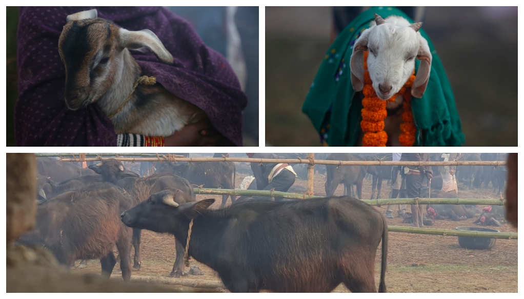 Devotees Urged to End Animal Sacrifice Ahead of Nepal's Gadhimai Festival