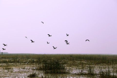 Siberian Bird Smuggling in Begusarai: Police and Forest Department Take Action in Kabar Taal