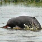 Bihar Home to Over a Third of India’s River Dolphins, Finds National Survey