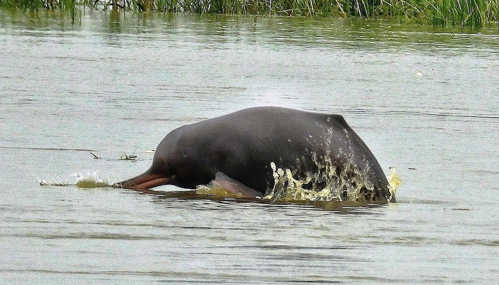 30% Increase in Gangetic Dolphin Population in Bihar After Release of 1.10 Crore Fish Seeds in Ganga