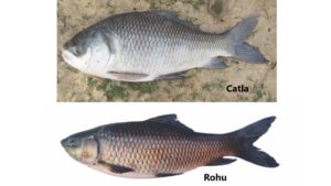 River ranching catla rohu fish