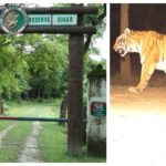 Tiger Strays From Valmiki Tiger Reserve, Kills Cow in Village