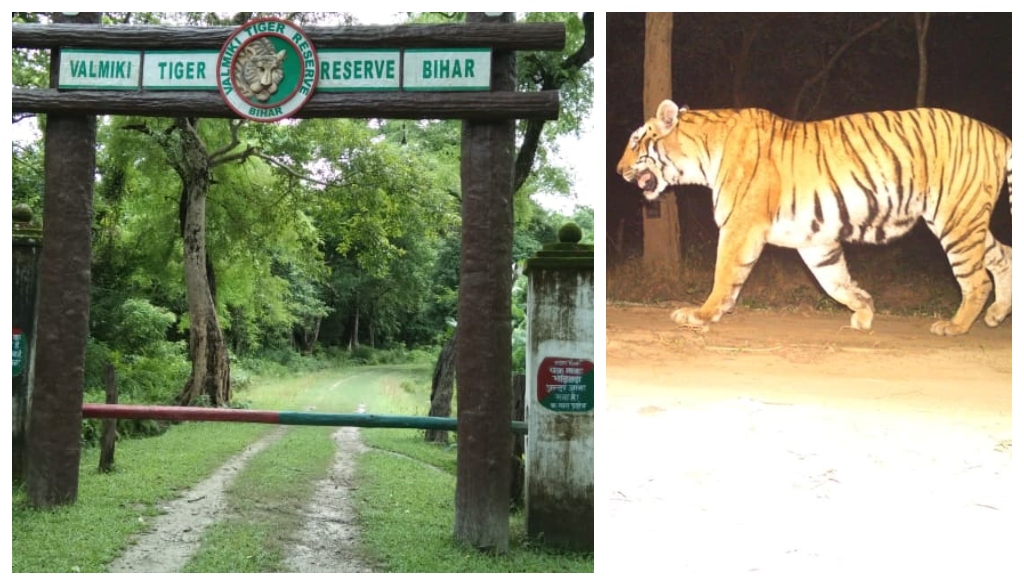 Tiger Strays From Valmiki Tiger Reserve, Kills Cow in Village