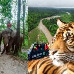 Bihar to Form Special Tiger Protection Force as Valmiki Tiger Reserve Battles Rising Fatalities