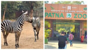 Male Zebra from Bengaluru Zoo to be Introduced to Public at Patna Zoo Today by Minister