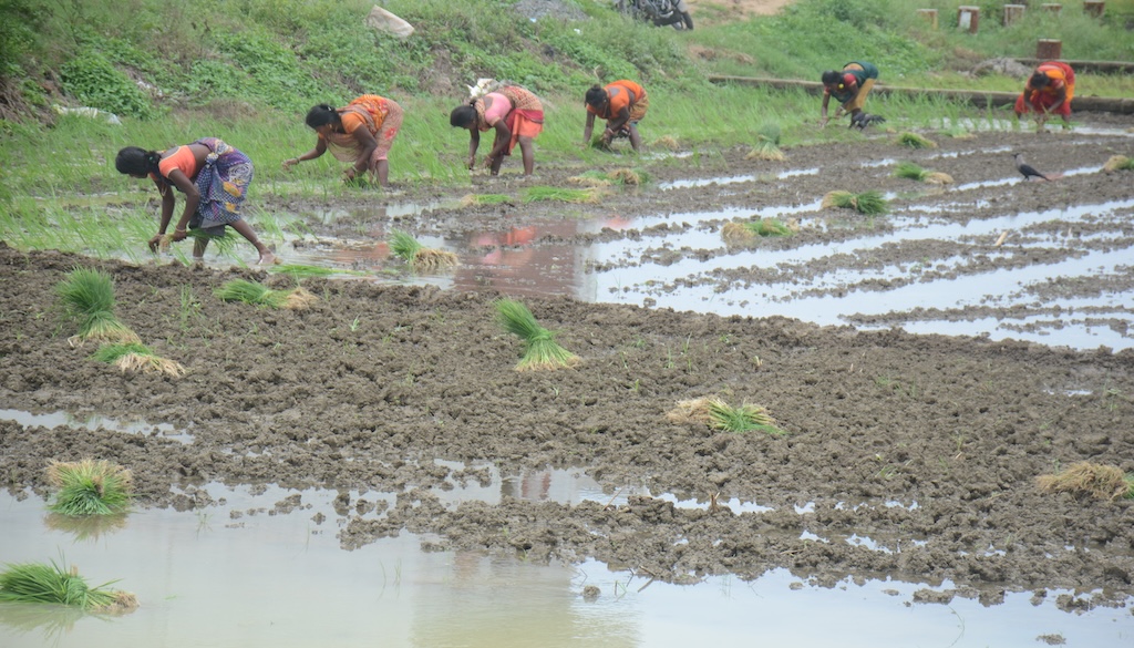 Natural Farming Initiative to Cover 17,500 Hectares in Bihar