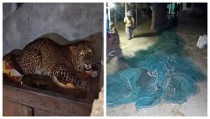 Panic grips Supaul as leopard injures four; forest department launches rescue operation