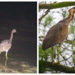 Rare White-eared Night Heron Spotted in Bihar’s Valmiki Tiger Reserve