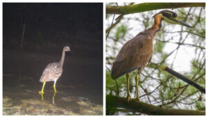 Rare White-eared Night Heron Spotted in Bihar's Valmiki Tiger Reserve