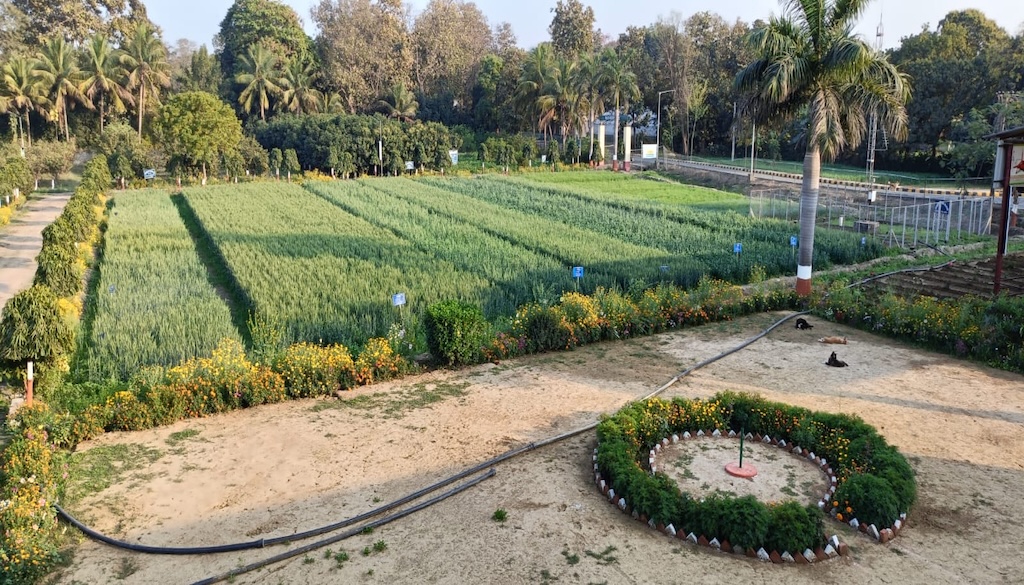 Crop Cafeteria Showcasing New Wheat and Linseed Varieties Attracts Farmers in Bhagalpur