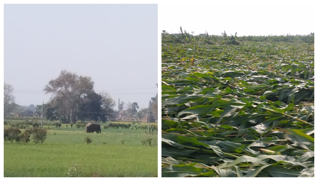 Wild Elephants From Nepal Destroy Crops in Kishanganj, Farmers Suffer Heavy Losses