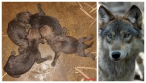 Twelve Grey Wolf Cubs Born in Patna Zoo