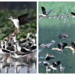 Asian Water Bird Census Reveals Sharp Decline in Migratory Birds in Bihar Due to Low Water Levels and Food Shortages