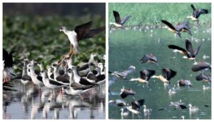 Asian Water Bird Census Reveals Sharp Decline in Migratory Birds in Bihar Due to Low Water Levels and Food Shortages