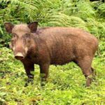 Wild Boars Wreak Havoc on Bihar’s Farmlands, Farmers Struggle to Protect Crops