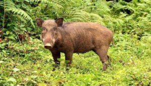 Wild Boars Wreak Havoc on Bihar’s Farmlands, Farmers Struggle to Protect Crops