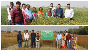 Bihar Agricultural University Achieves Breakthrough in Oilseed Research