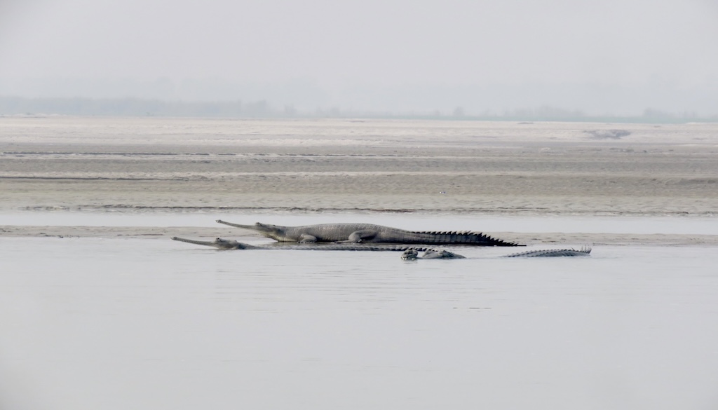 Gharials on Gandak river in West Champaran.