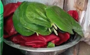 paan betel