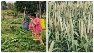Millet Woman of Magadh: How Saroj Devi Sparked a Silent Farming Revolution in Bihar