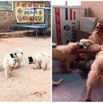 In Gaya, A Man’s Unwavering Love for His 10 Dogs Becomes an Inspirational Tale of Compassion