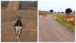 Bihar's First Black Buck Sanctuary Underway in Buxar
