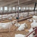 Bihar Launches Livestock Entrepreneurship Scheme to Boost Rural Jobs and Self-Reliance