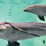 India’s Only Dolphin Research Centre in Patna to Begin Work from July