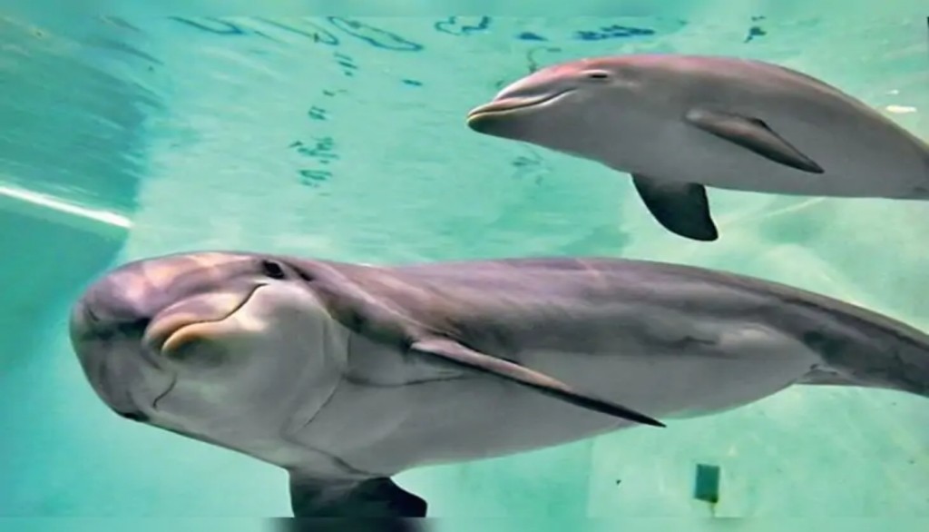 India’s Only Dolphin Research Centre in Patna to Begin Work from July