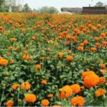 Aurangabad Farmer Earns Rs 2.5 Lakh from Marigold Cultivation, Creates Jobs for 20 Locals
