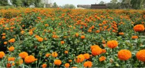 Marigold