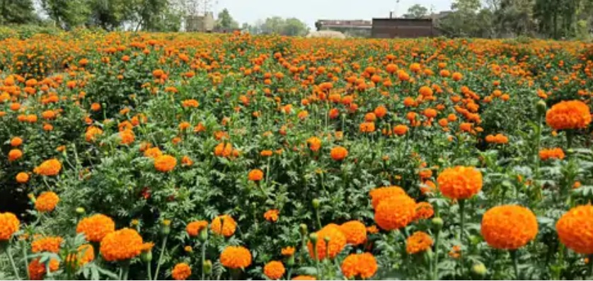 Marigold