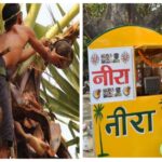 Bihar Targets 3.9 Crore Litres of Neera, Aims to Boost Rural Income With Palm Tapping Scheme