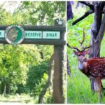 Deer Beaten to Death After Straying from Valmiki Tiger Reserve in Bihar, Forest Officials Launch Investigation