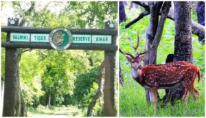 Deer Beaten to Death After Straying from Valmiki Tiger Reserve in Bihar, Forest Officials Launch Investigation