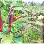 The Hidden Superfood from Patna: Why Farmers are Turning to Red Ladyfinger for Health and Profit